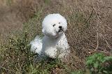 BICHON FRISE 293